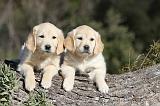 GOLDEN RETRIEVER 549